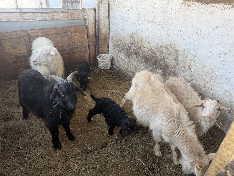 Козы домашние, молочные