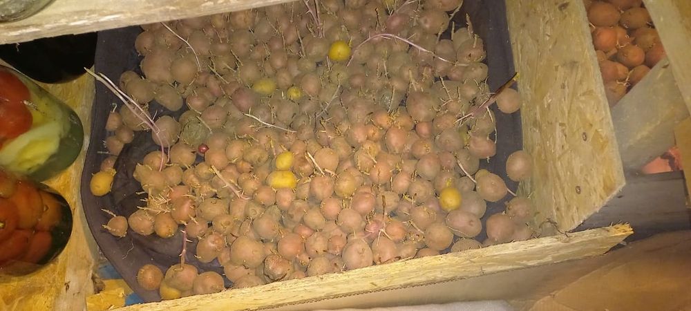 Продаю картошку посадочную