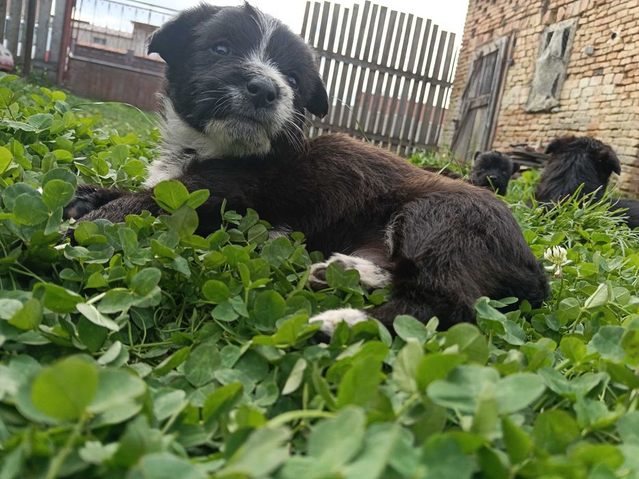 Puiuți Lagotto/spaniol de apă mix Malinois