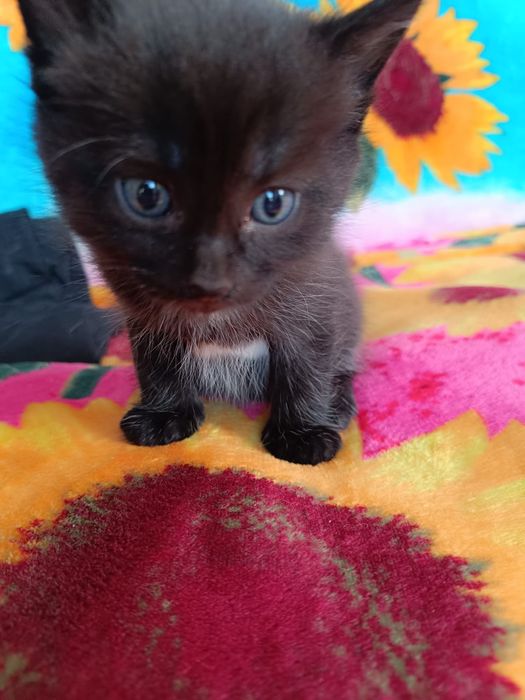 Отдам котят в хорошие руки