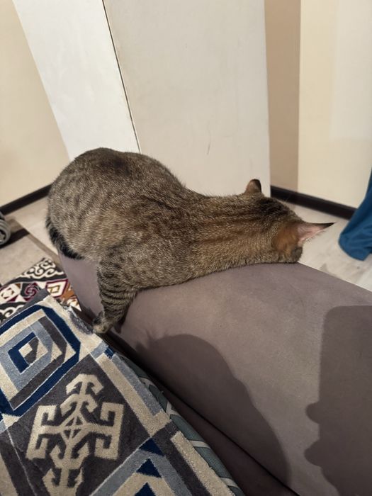 ВНИМАНИЕ!!! Отдам даром кошку