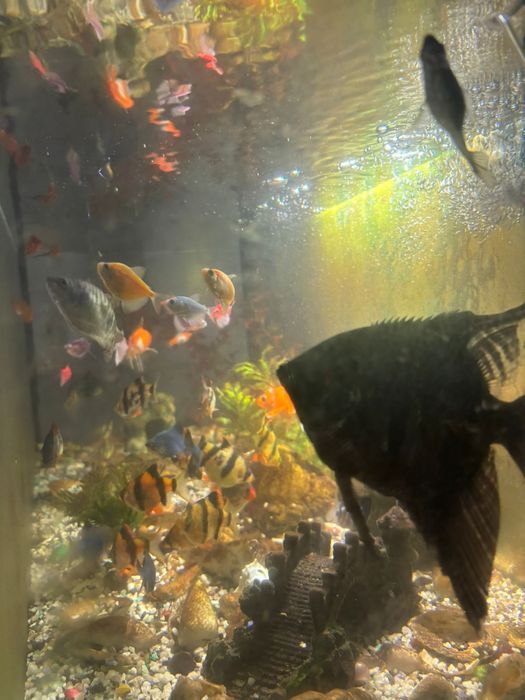 Аквариум 120л с рыбками