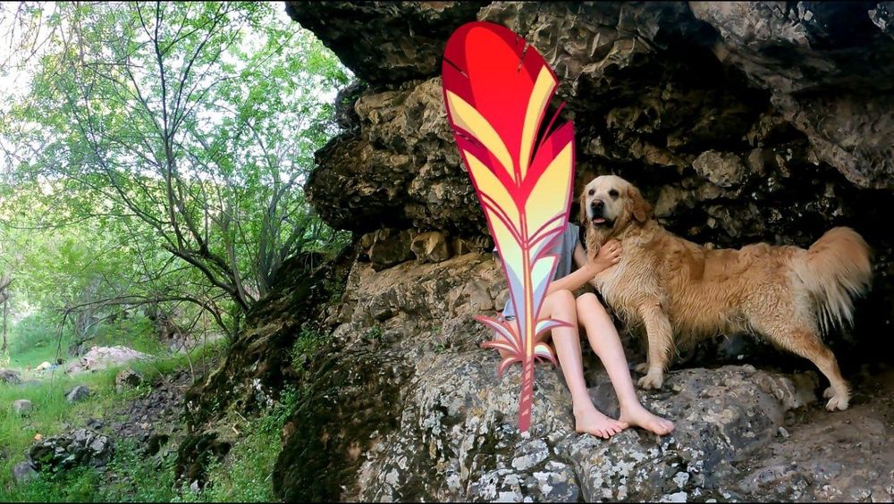 Вязка. Голден ретривер. Мальчик.