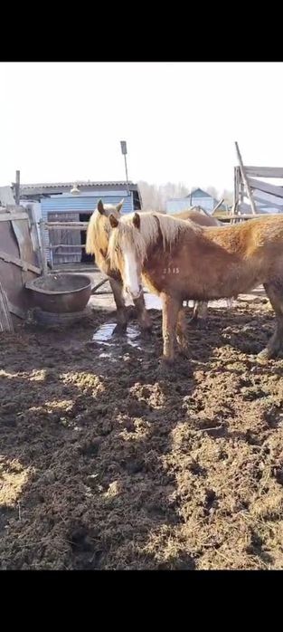 Продам лошадей тяжиков.