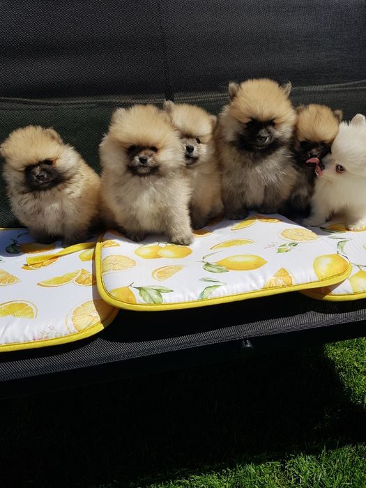 Померан померанчета Гр. София