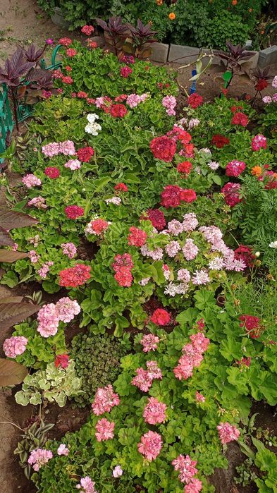 Продам герани разные