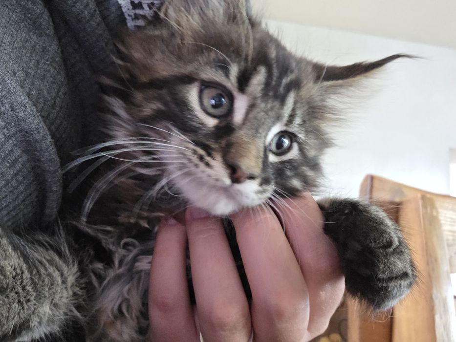 Котята Мейн Кун 2 месяца
