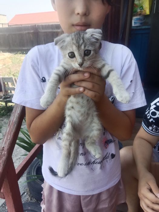 Отдам Котят Породистые