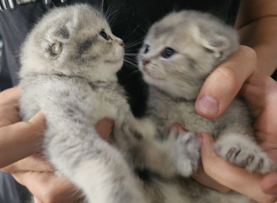 Шотландские котята