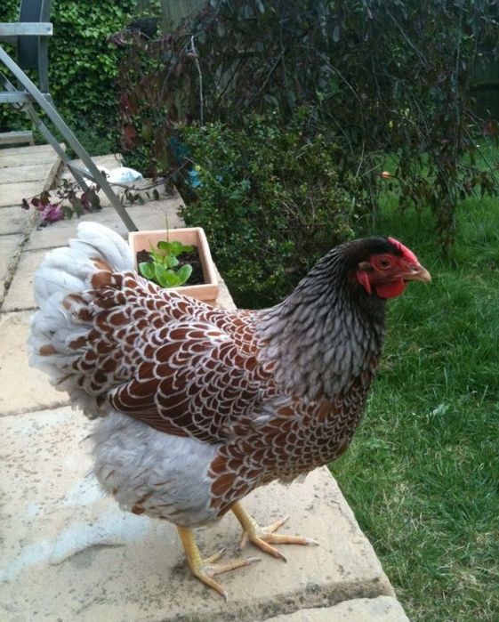 Tuxumlar sotiladi. Amerikanskiy Viandot Gold, Uxayil