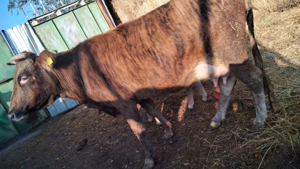 Вынужденый забой