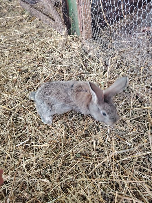 Iepurasi urias german