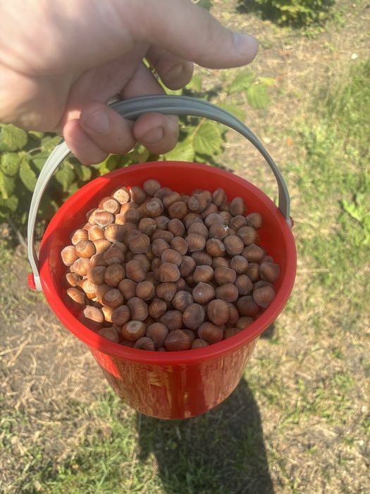 Alune de padure soiuri italienesti