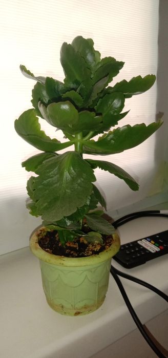 Цветы комнатные ухоженные