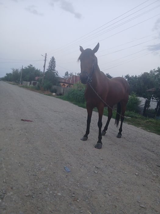 Iapa de vanzare  de 6 ani