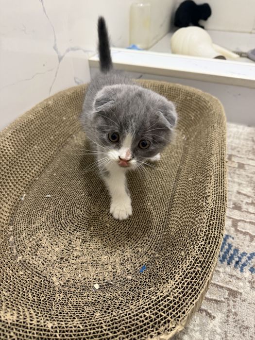 Котенок 2 месяцев