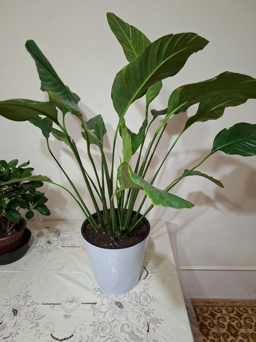 Продаётся цветок Спатифиллум