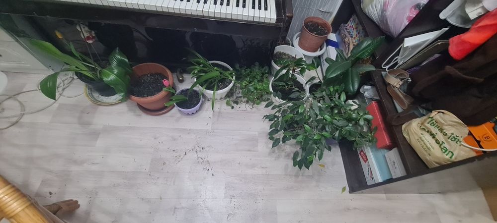 Цветы домашние в горшке