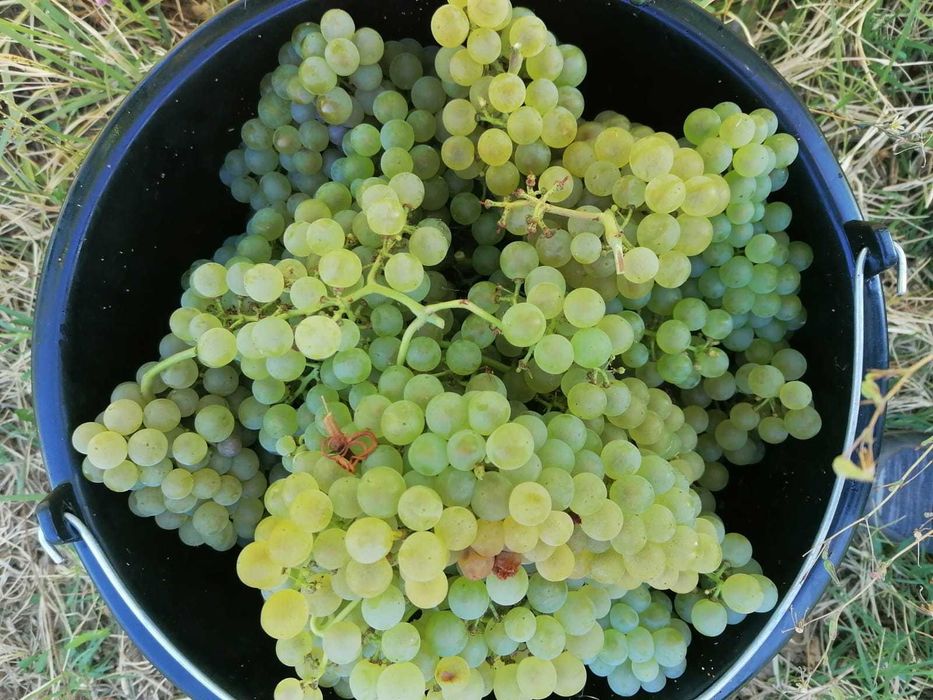 Struguri de vanzare