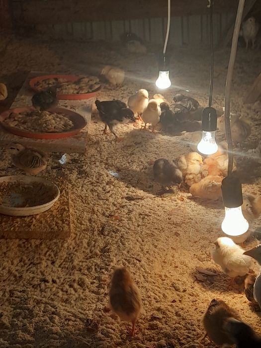 Шөжектер жүз шт.