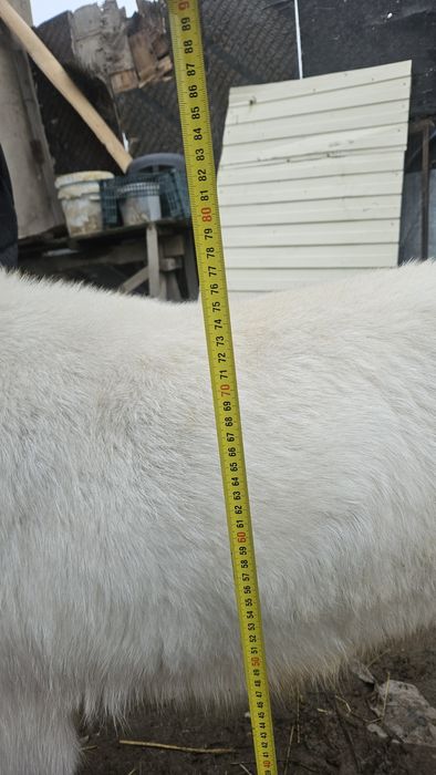 Коза (Русская белая)