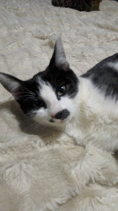 Котик Масик ищет маму