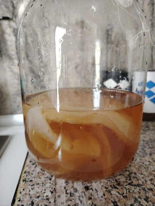 Ciuperca Scoby/Kombucha