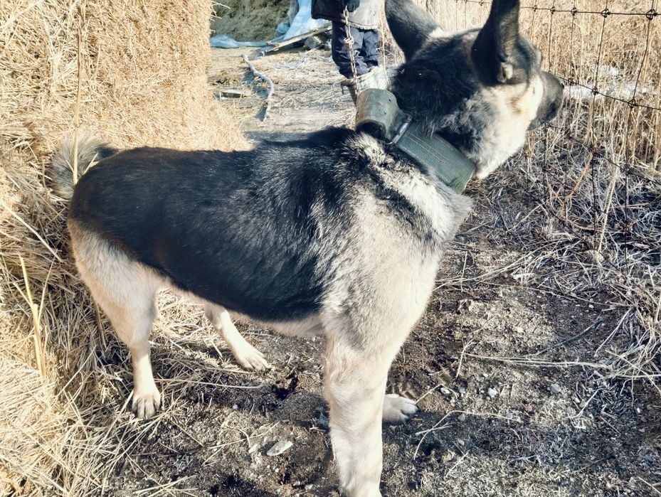 Малға арналған овчарка