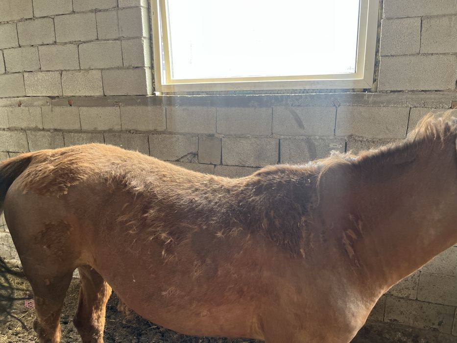 Бие сатылады 7 жасар