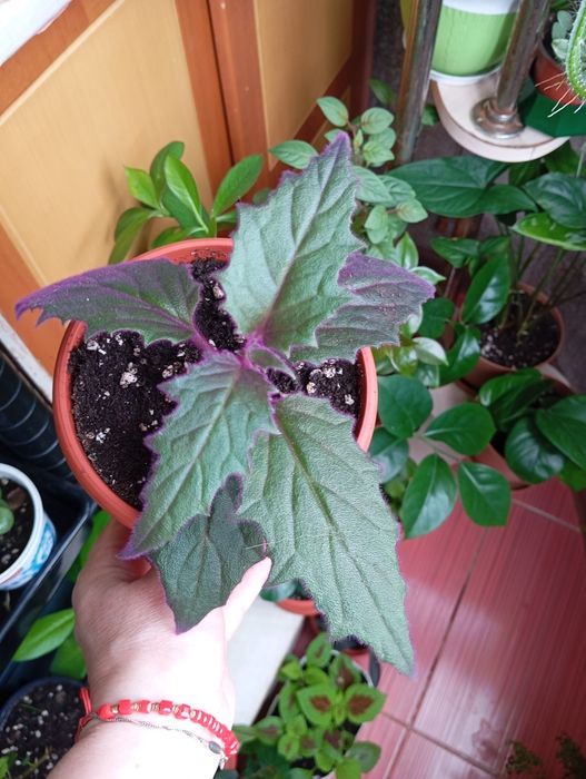 Продам цветы комнатные