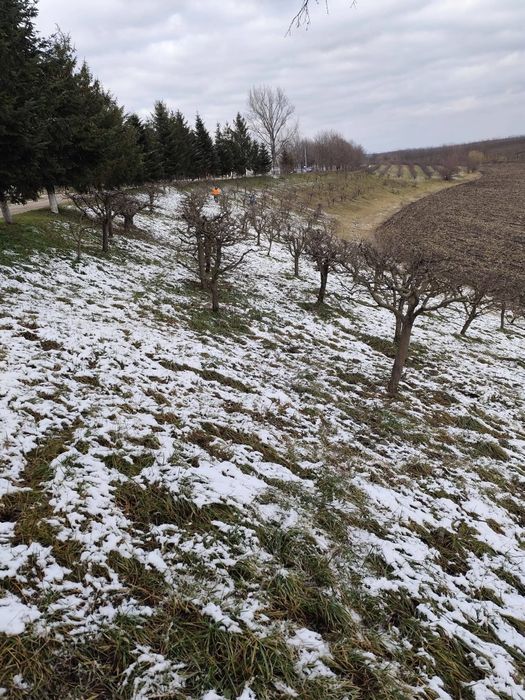 Curat pomii fructiferi medi și intensivi la nr