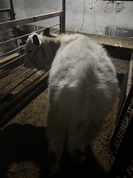 Buzoq sotiladi bbbbb