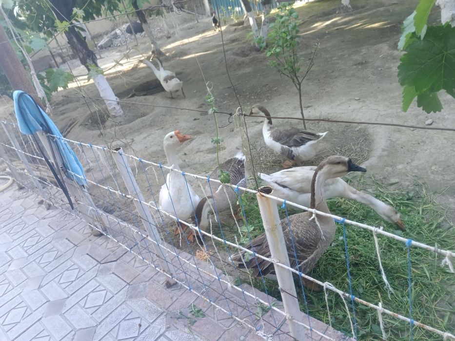 Гозлар  сотилади