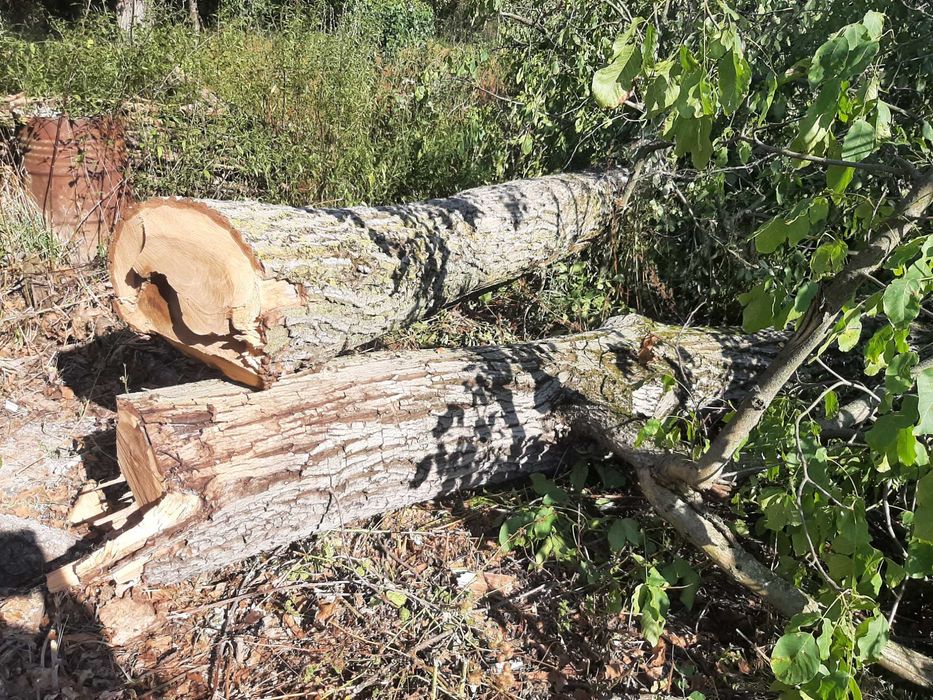 Vand lemn de nuc calitate foarte buna