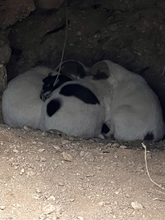 Подарявам кученца