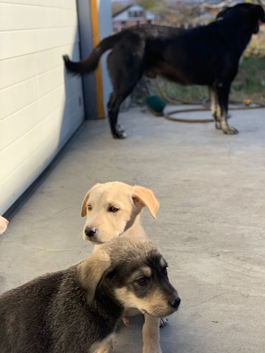 Donez pui de câine de talie mare