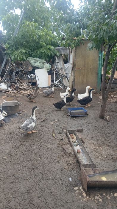 Caută casa nouă 4 rățoi