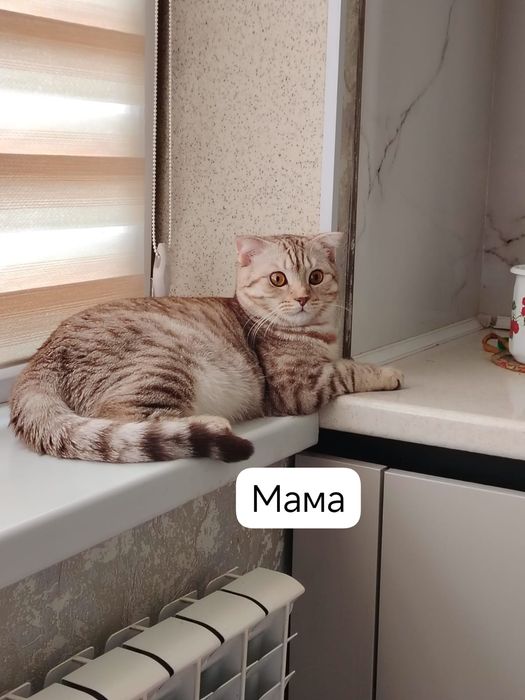 Котёнок Скотиш страйт. Девочка.