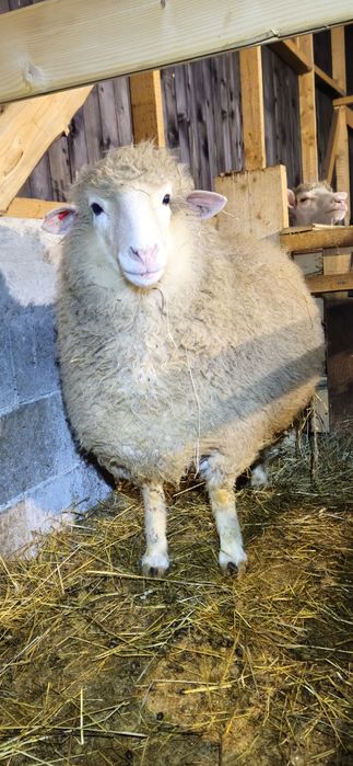 Vând oaie metis  ile de france cu lacaune sau masivul central