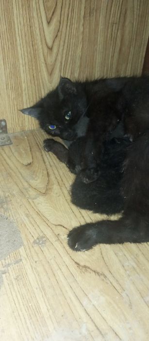 Hadya qilaman. Mushukcha