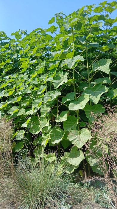 Павловния гибрид