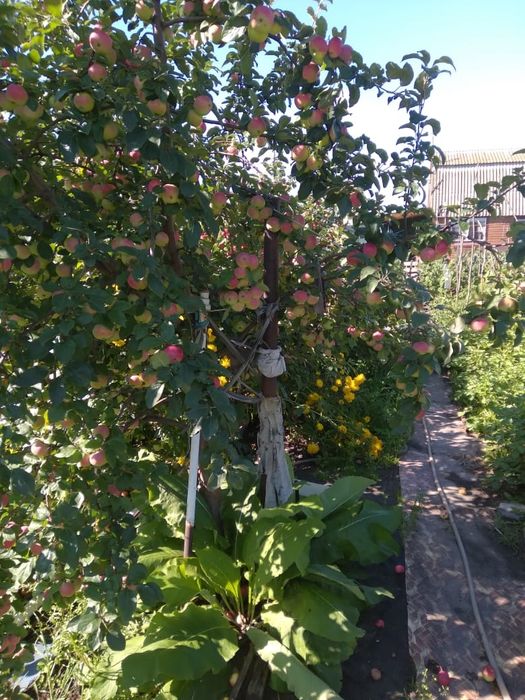 Продам дачу в сад.общ. "Энергетик"