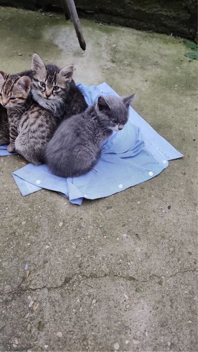 Pisicute care isi cauta o familie iubitoare