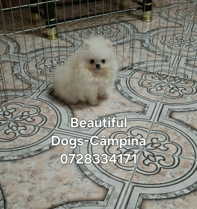 Pomeranian pui femelă