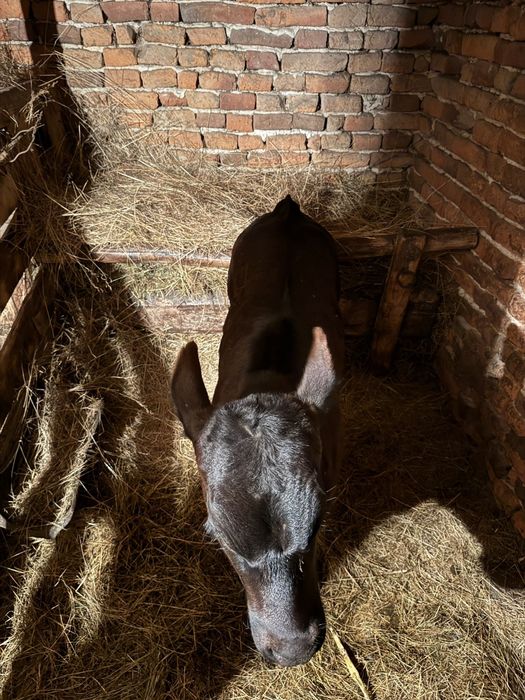 Viței 6 7 de vânzare