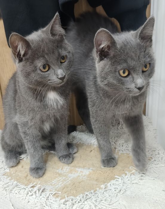 Отдаём ласковых котят в добрые руки