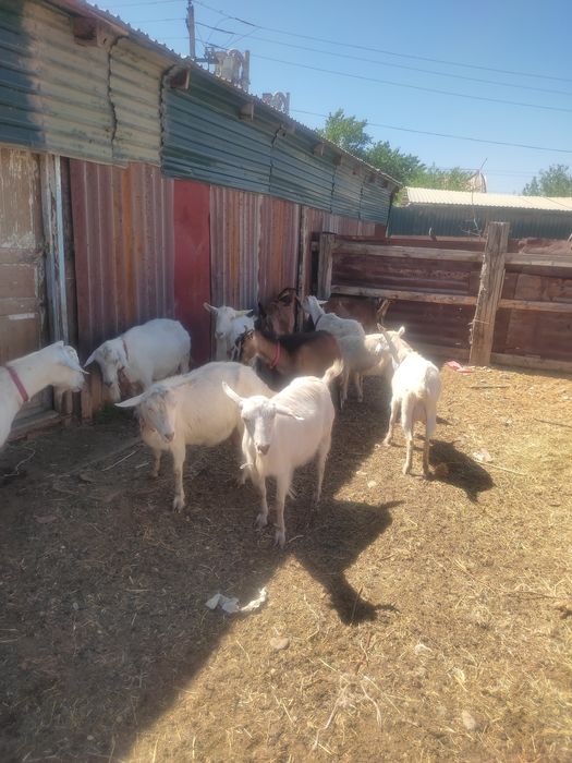 Заанен ешкілері сатылады