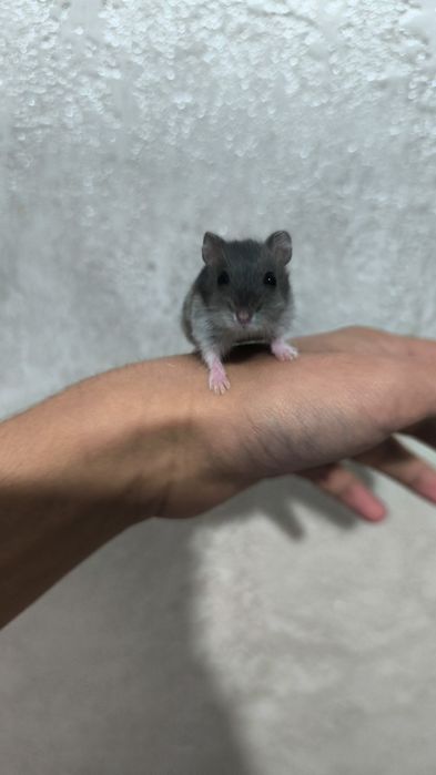 Джунгарский хомяки