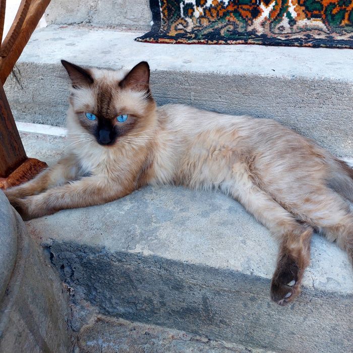 Xotira islom seks alxon