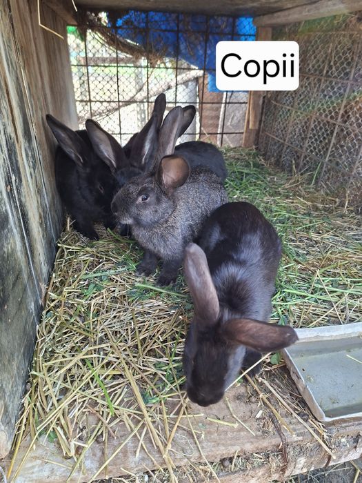 Iepurii Uriaș German